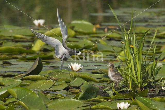 Zwarte Stern (Chlidonias niger)