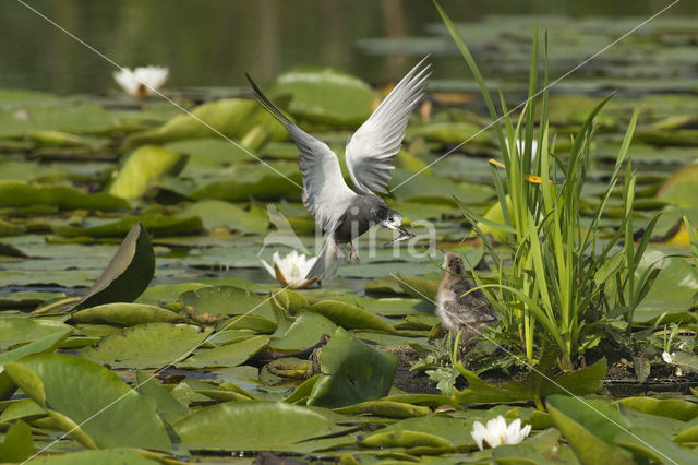 Zwarte Stern (Chlidonias niger)