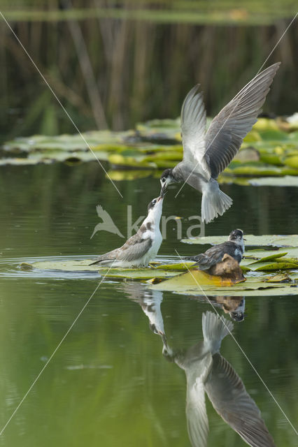 Black Tern (Chlidonias niger)