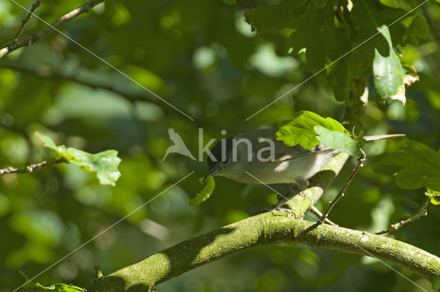 Blackcap (Sylvia atricapilla)