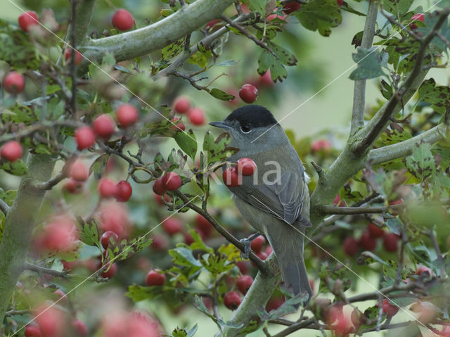 Blackcap (Sylvia atricapilla)