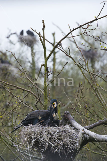 Great Cormorant (Phalacrocorax carbo)