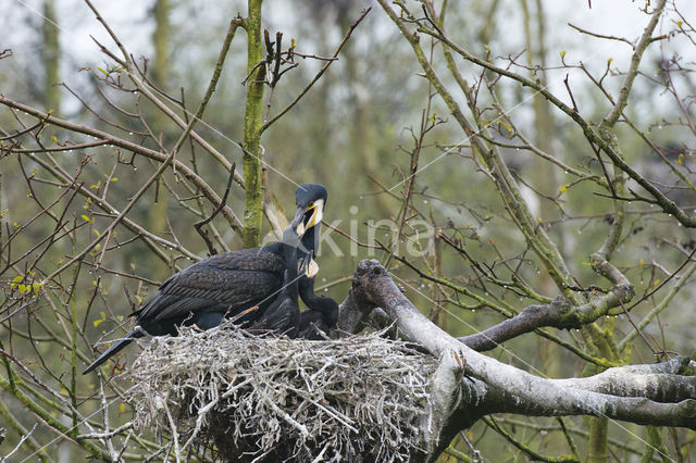 Great Cormorant (Phalacrocorax carbo)