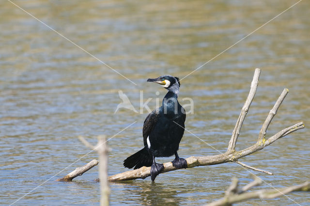 Aalscholver (Phalacrocorax carbo)