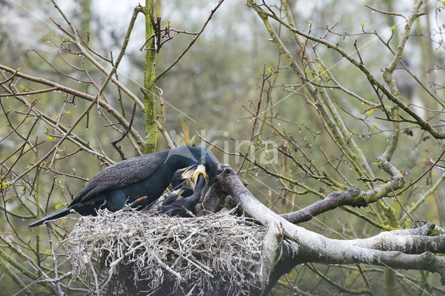 Aalscholver (Phalacrocorax carbo)