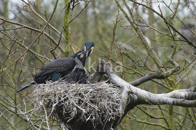 Aalscholver (Phalacrocorax carbo)