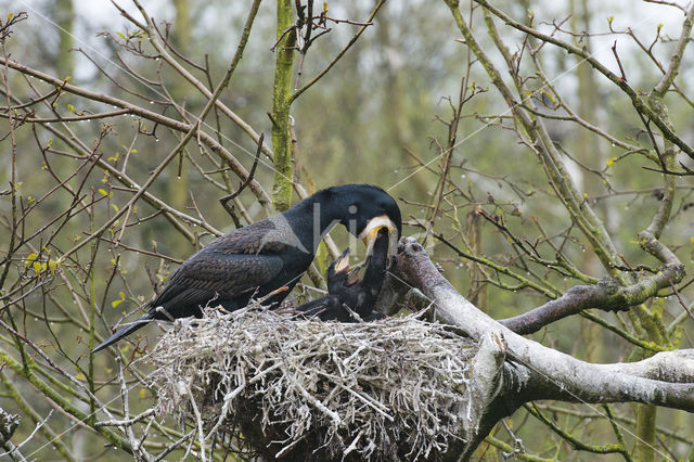 Aalscholver (Phalacrocorax carbo)