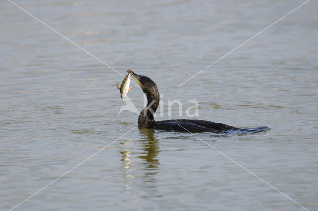 Aalscholver (Phalacrocorax carbo)