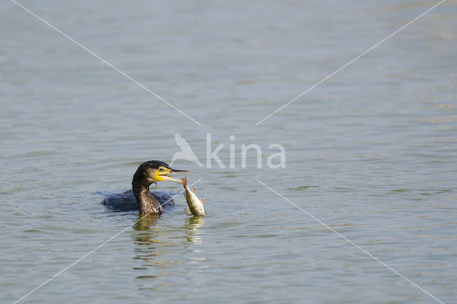 Aalscholver (Phalacrocorax carbo)