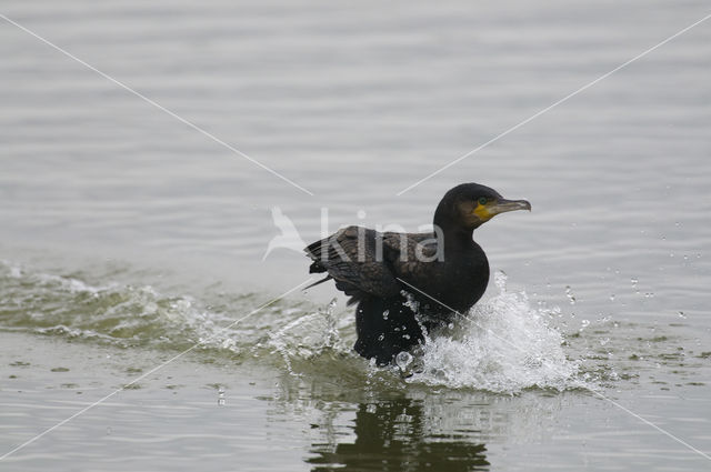 Great Cormorant (Phalacrocorax carbo)