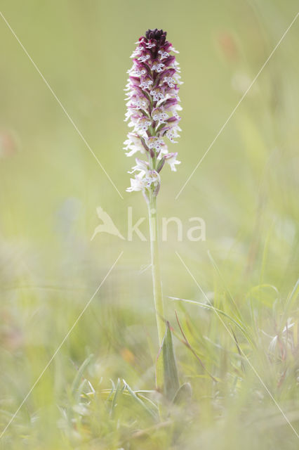 Aangebrande orchis (Neotinea ustulata)