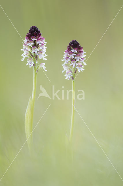 Burnt Orchid (Neotinea ustulata)