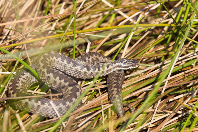 Adder (Vipera berus)