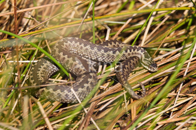 Common Viper (Vipera berus)