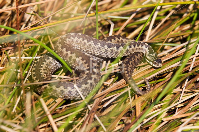 Common Viper (Vipera berus)