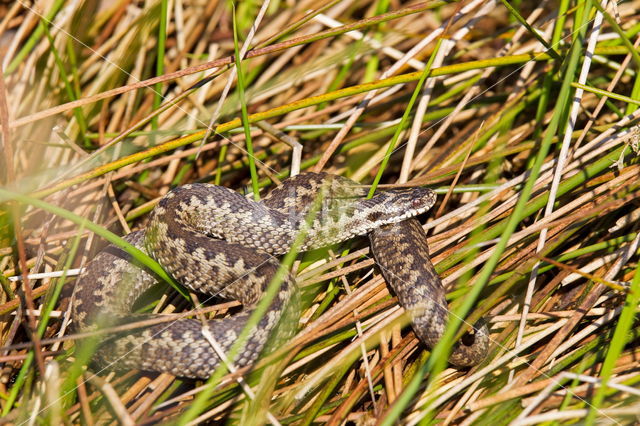 Common Viper (Vipera berus)