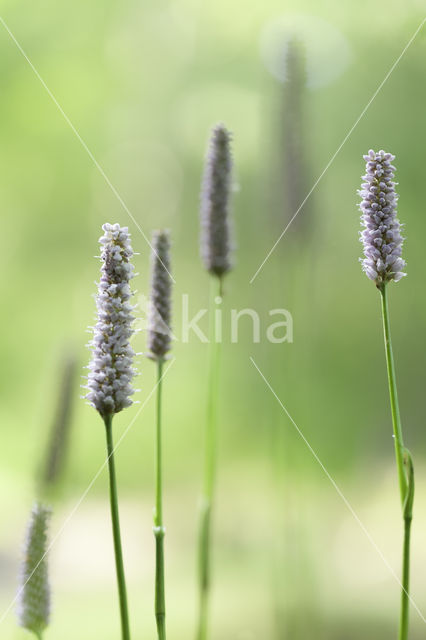 Adderwortel (Persicaria bistorta)