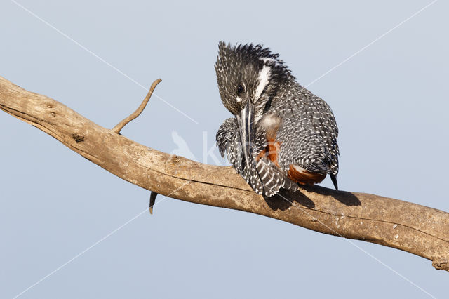 Afrikaanse reuzenijsvogel (Megaceryle maxima)