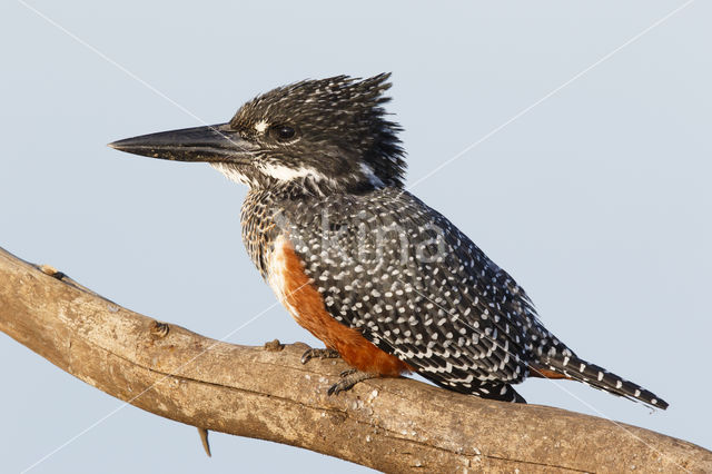 Afrikaanse reuzenijsvogel (Megaceryle maxima)