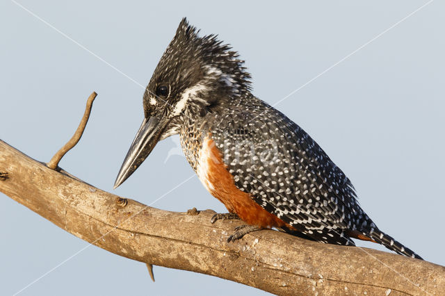 Afrikaanse reuzenijsvogel (Megaceryle maxima)