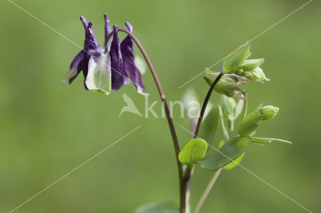 Columbine (Aquilegia sp)