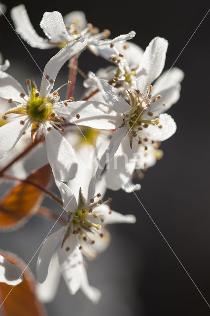 Amerikaans krentenboompje (Amelanchier lamarckii)