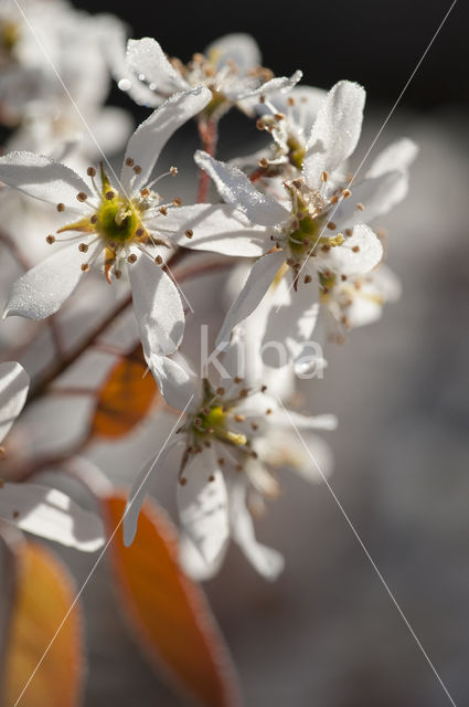 Juneberry (Amelanchier lamarckii)