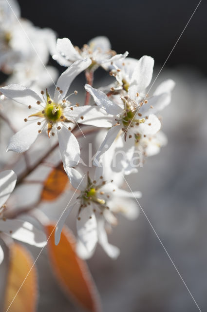 Juneberry (Amelanchier lamarckii)