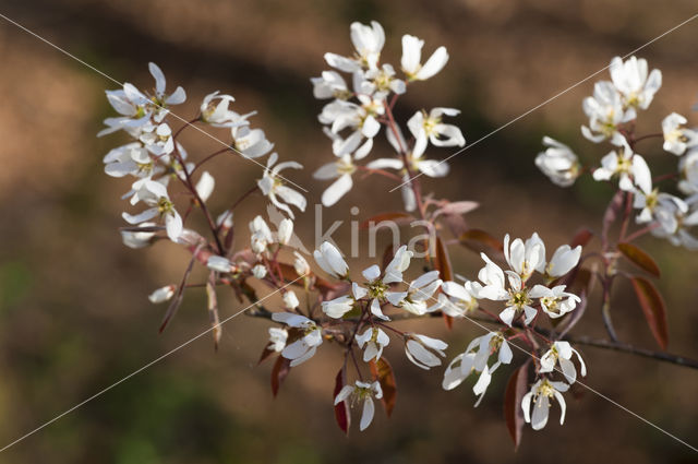 Juneberry (Amelanchier lamarckii)