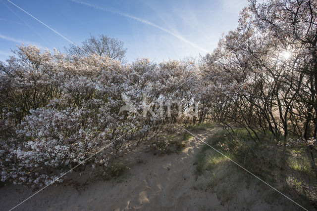 Juneberry (Amelanchier lamarckii)