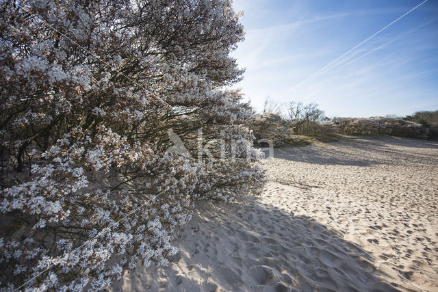 Juneberry (Amelanchier lamarckii)