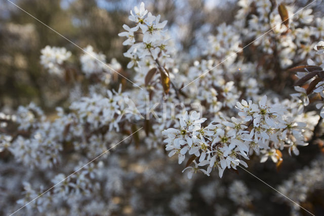 Juneberry (Amelanchier lamarckii)