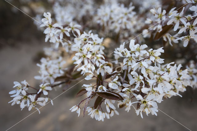 Juneberry (Amelanchier lamarckii)