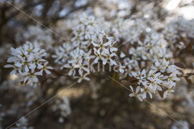 Juneberry (Amelanchier lamarckii)