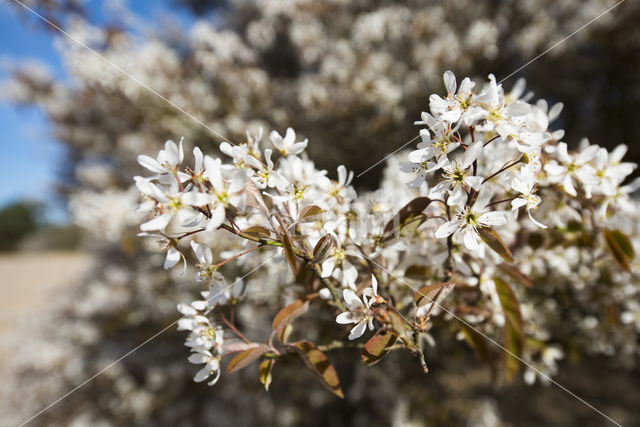 Amerikaans krentenboompje (Amelanchier lamarckii)