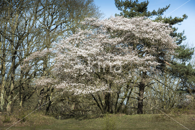 Juneberry (Amelanchier lamarckii)