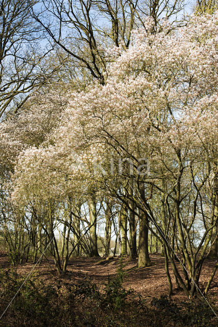 Amerikaans krentenboompje (Amelanchier lamarckii)