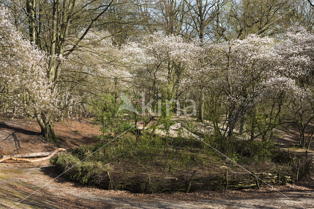 Amerikaans krentenboompje (Amelanchier lamarckii)