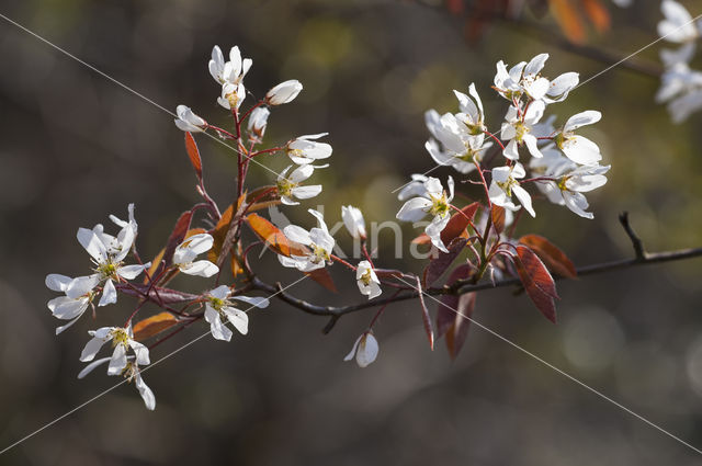 Juneberry (Amelanchier lamarckii)