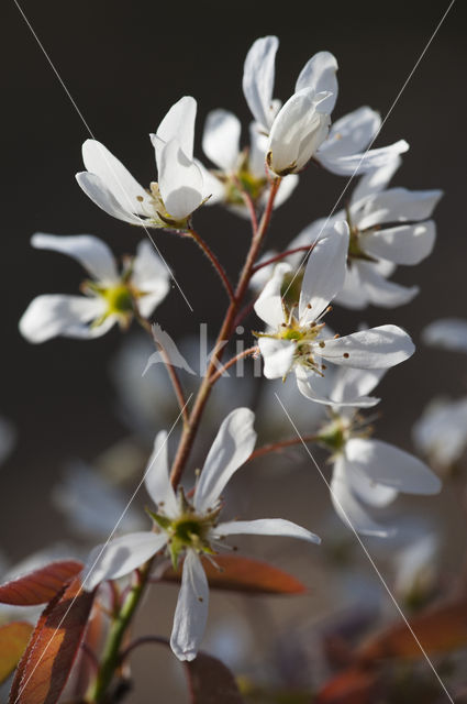 Juneberry (Amelanchier lamarckii)