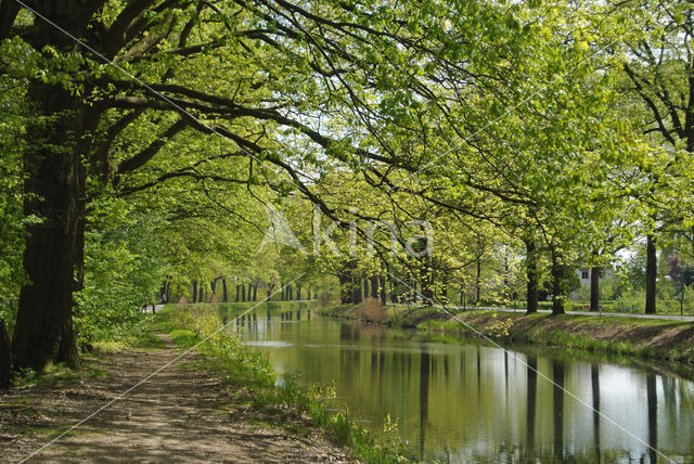 Amerikaanse eik (Quercus rubra)