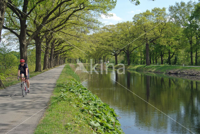 Amerikaanse eik (Quercus rubra)