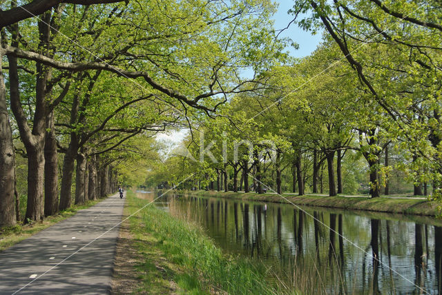 Amerikaanse eik (Quercus rubra)