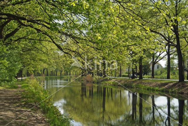 Amerikaanse eik (Quercus rubra)