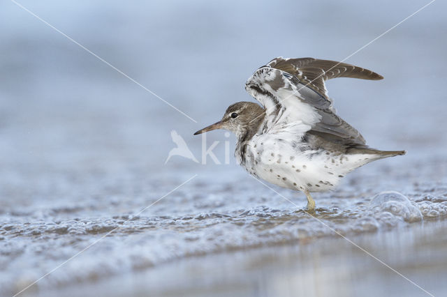 Amerikaanse Oeverloper (Actitis macularius)