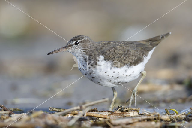 Spotted Sandpiper (Actitis macularius)