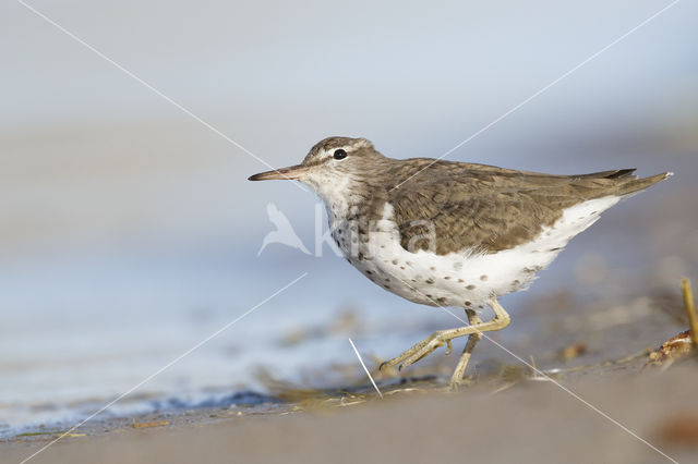 Amerikaanse Oeverloper (Actitis macularius)