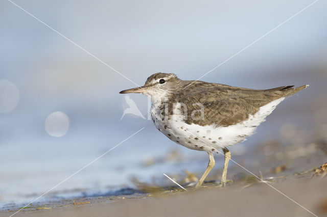 Amerikaanse Oeverloper (Actitis macularius)