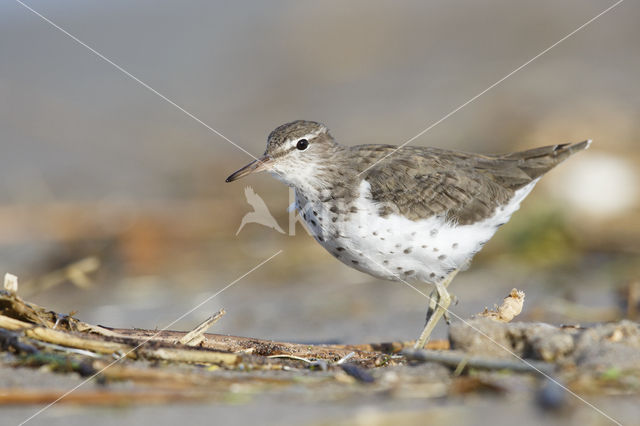 Spotted Sandpiper (Actitis macularius)