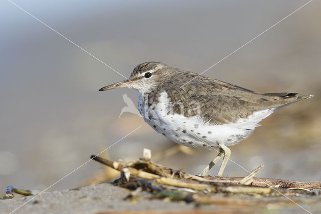 Amerikaanse Oeverloper (Actitis macularius)